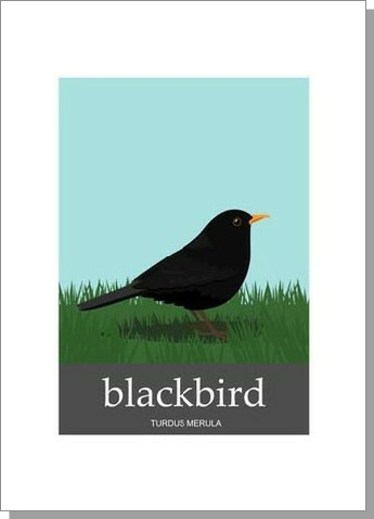 Blackbird Turdus Merula Card