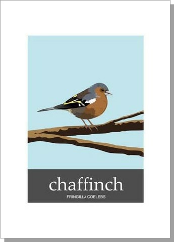 Chaffinch Fringilla Coelebs Card