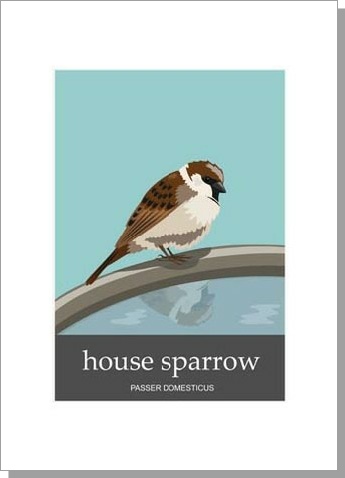 House Sparrow Passer Domesticus Card