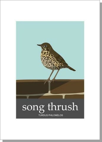 Song Thrush Turdus Philomelos Card